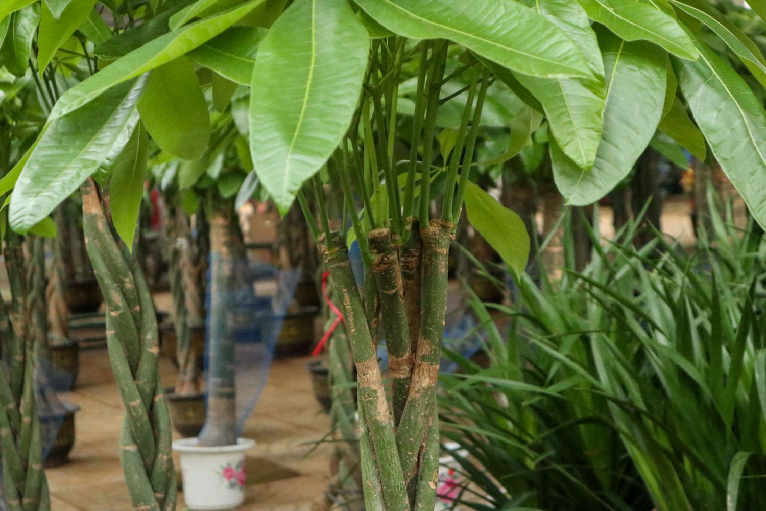 发财树叶子发黄怎么办