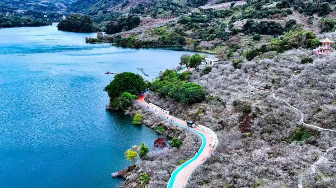 岭南大地百万亩花卉迎来盛花期