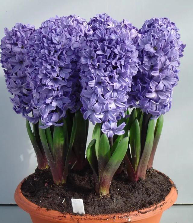 抗寒十大家养花卉：冬日里的傲骨绽放