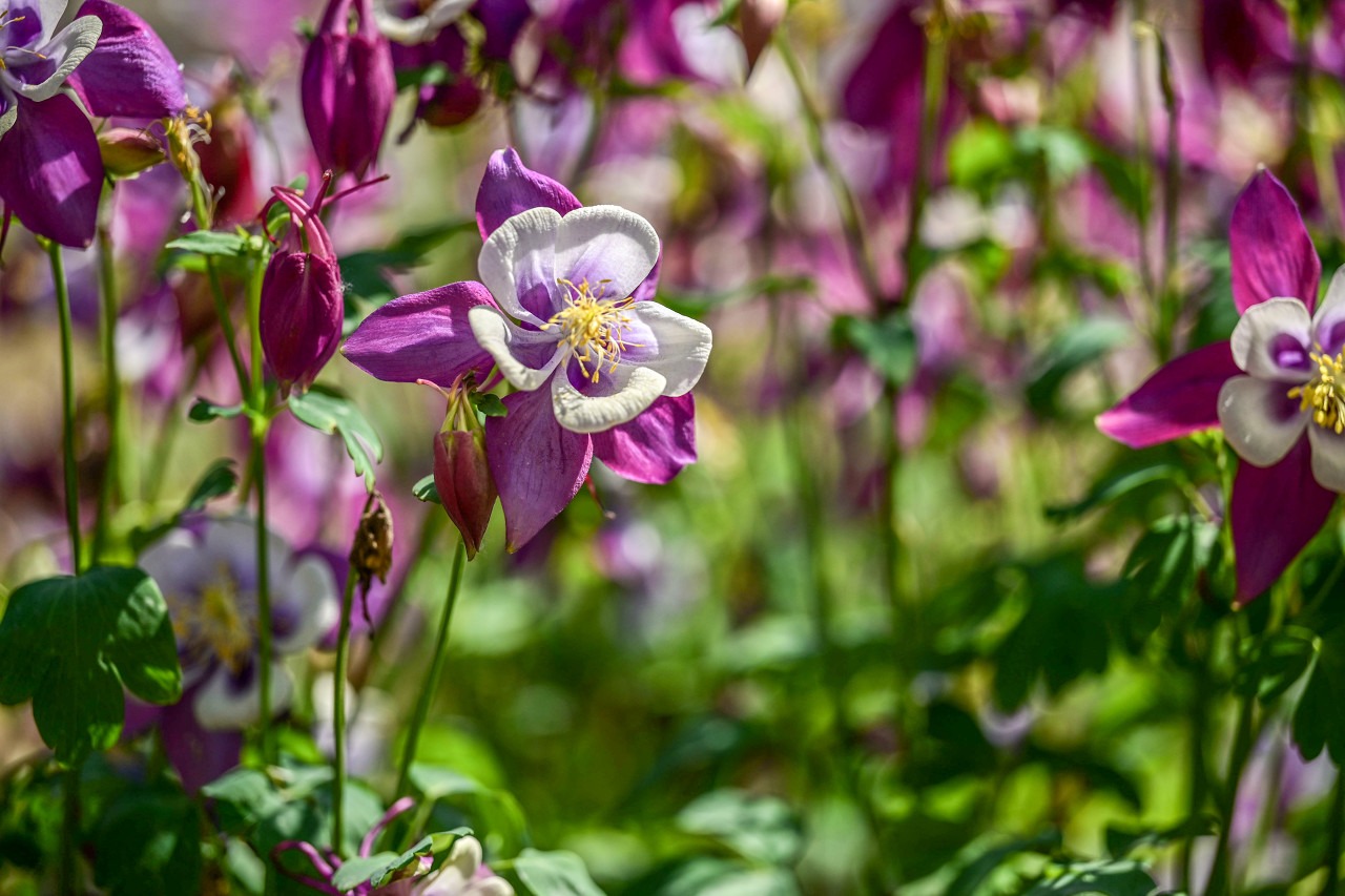 室内空气净化最佳植物