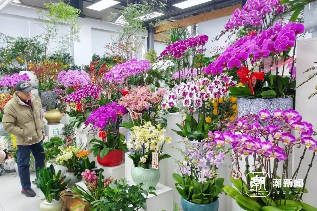 北京花卉市场&ldquo;春意浓&rdquo;