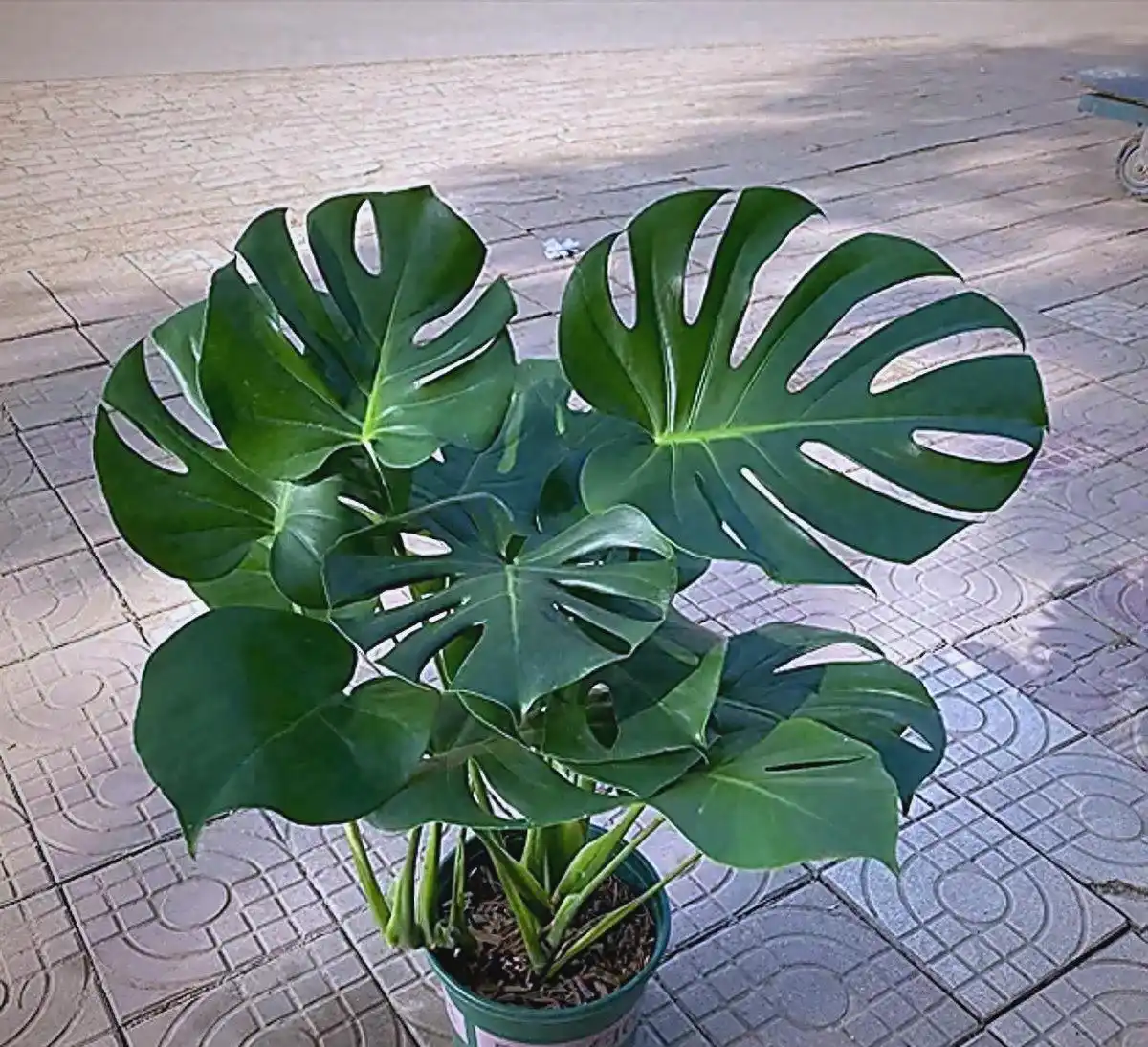 龟背竹常见病害及防治