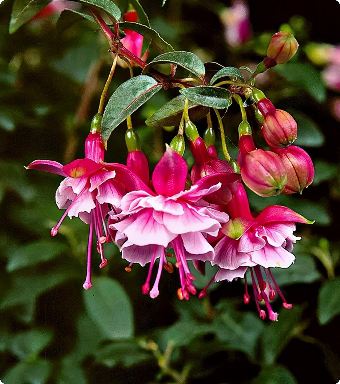 倒挂金钟夏季怎么养护