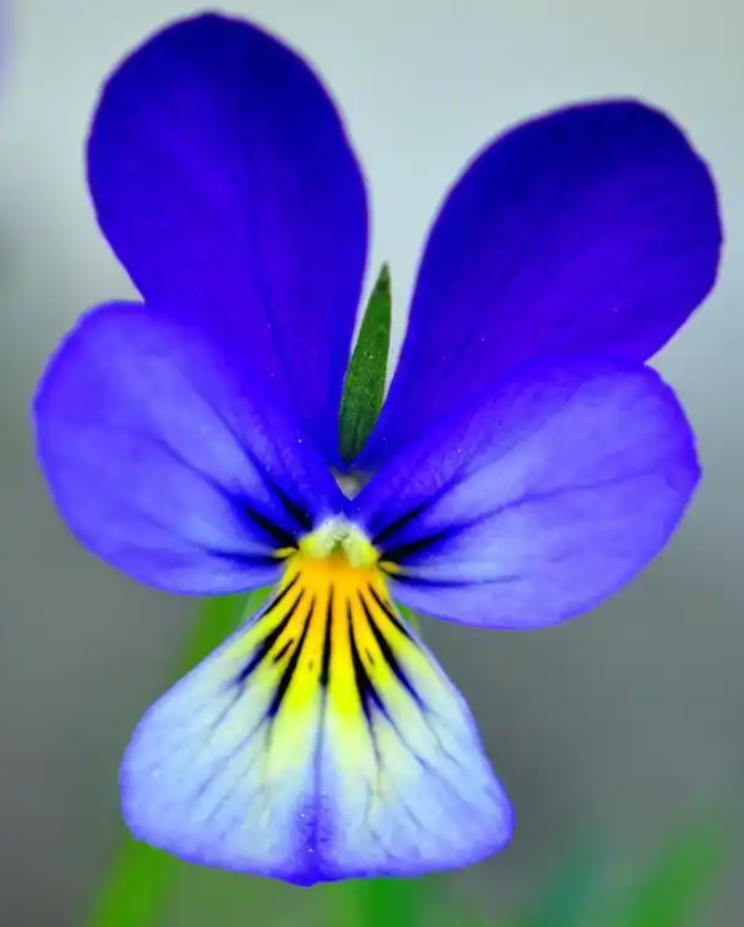 蝴蝶花（鸢尾 / 三色堇）常见病害与防治速查表