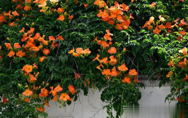 适合新手的5种爱爆花花卉，春天来了，抓紧养起来吧