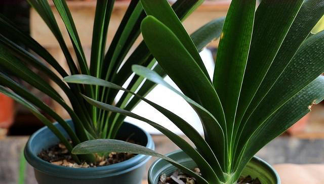 3月如何养君子兰