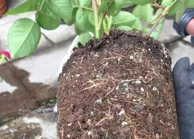 养花旧土别丢！掺上这 3 样，肥得流油不板结，养啥花都旺