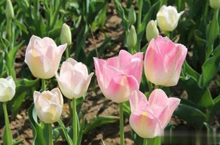 6 种常见一年生花，开败就枯萎，再养也难开花，别白费功夫