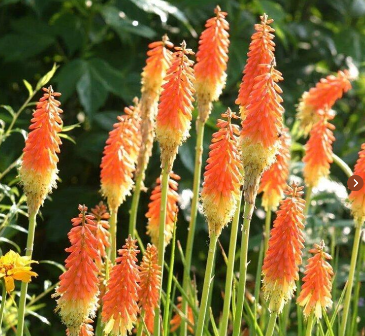 火炬花的繁殖与养护全攻略