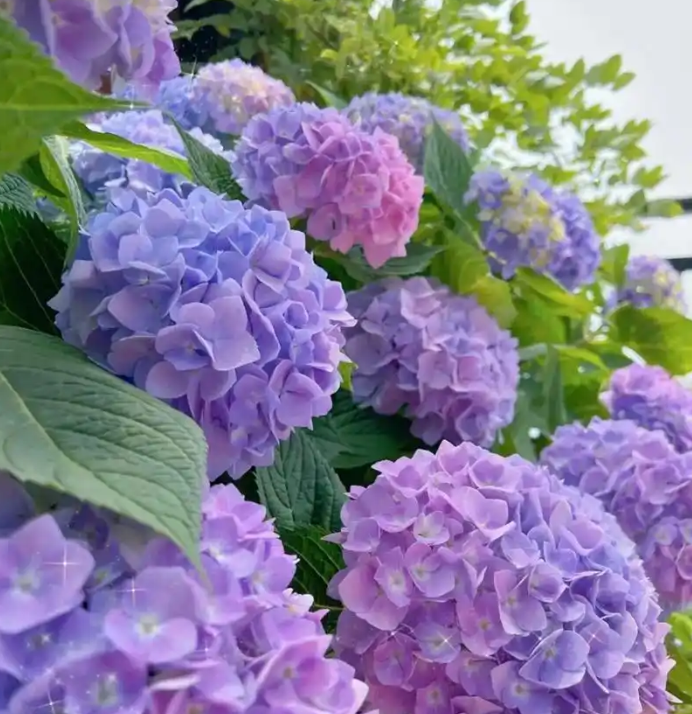 八仙花养护全攻略｜调色随心，花球饱满，新手也能养爆盆