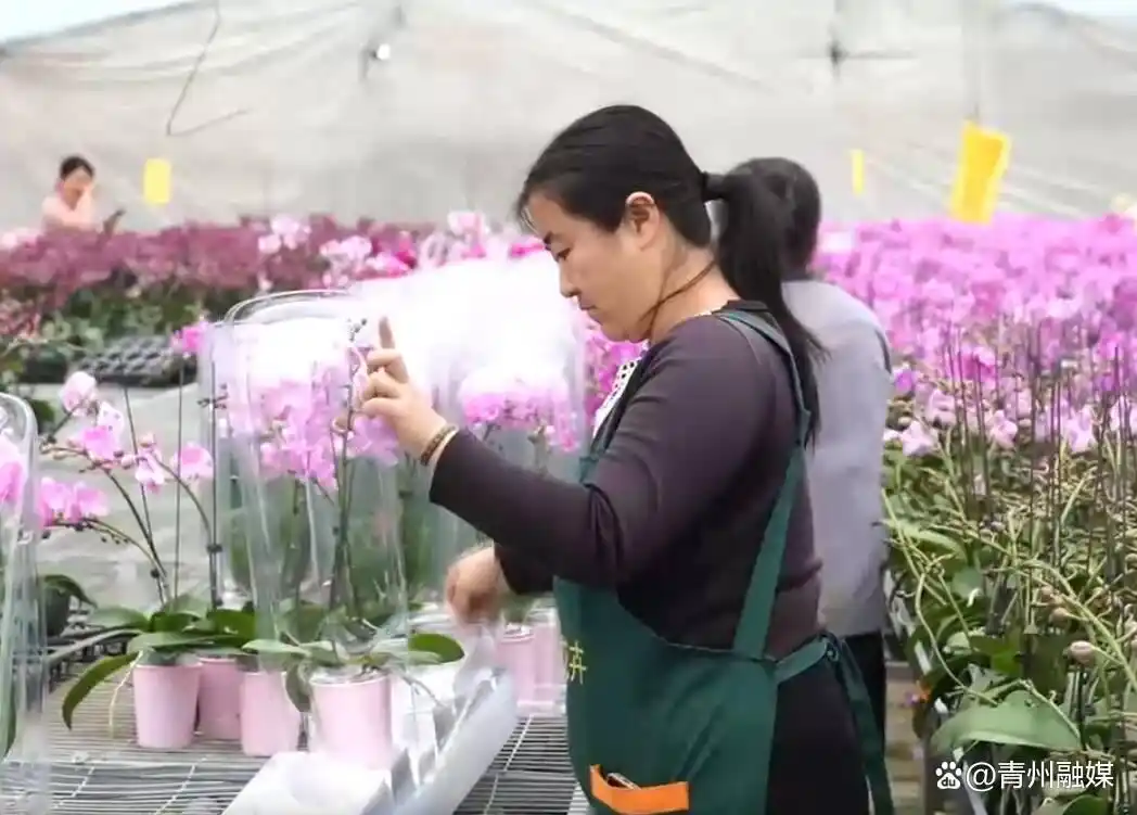 潍坊青州市花卉产业发展服务中心：担当实干争一流 乘势突破开新局