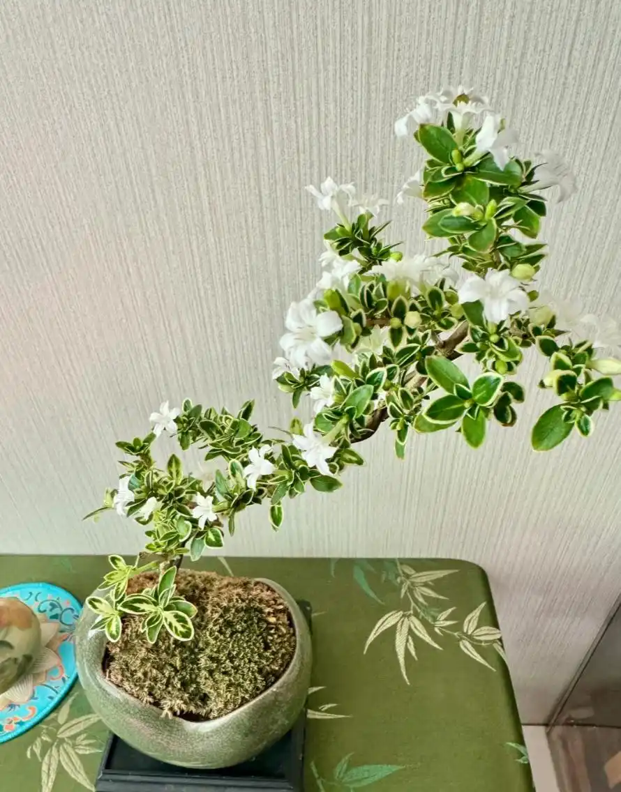 六月雪的养殖方法和注意事项