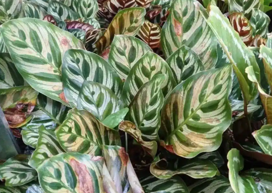 孔雀竹芋养护攻略：养出叶色鲜亮的高颜值观叶株