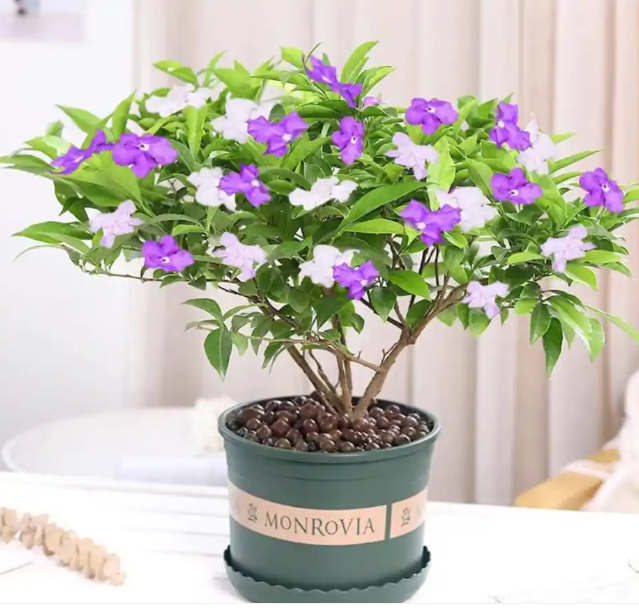 鸳鸯茉莉养护全攻略：紫白双色绽枝头，清香满院超易养