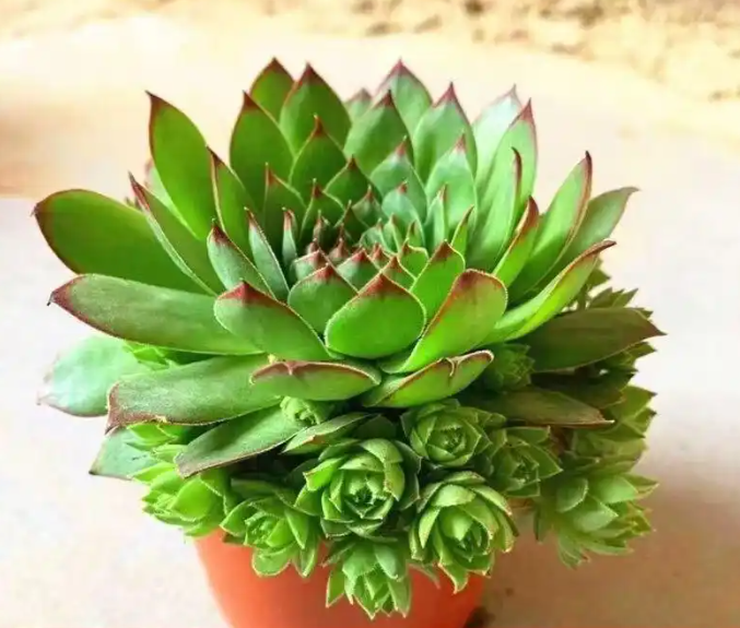 观音莲养护指南：轻松养出莲座饱满的高颜值植株