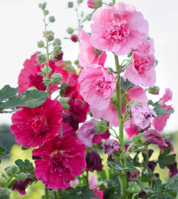 蜀葵为什么不开花呢？不开花原因是什么