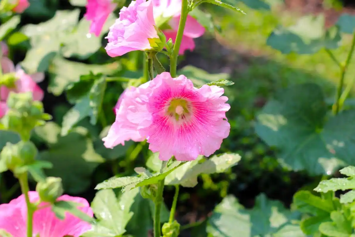 蜀葵的花语是什么、寓意和象征