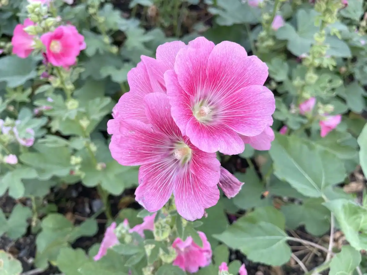 蜀葵的日常养护技巧