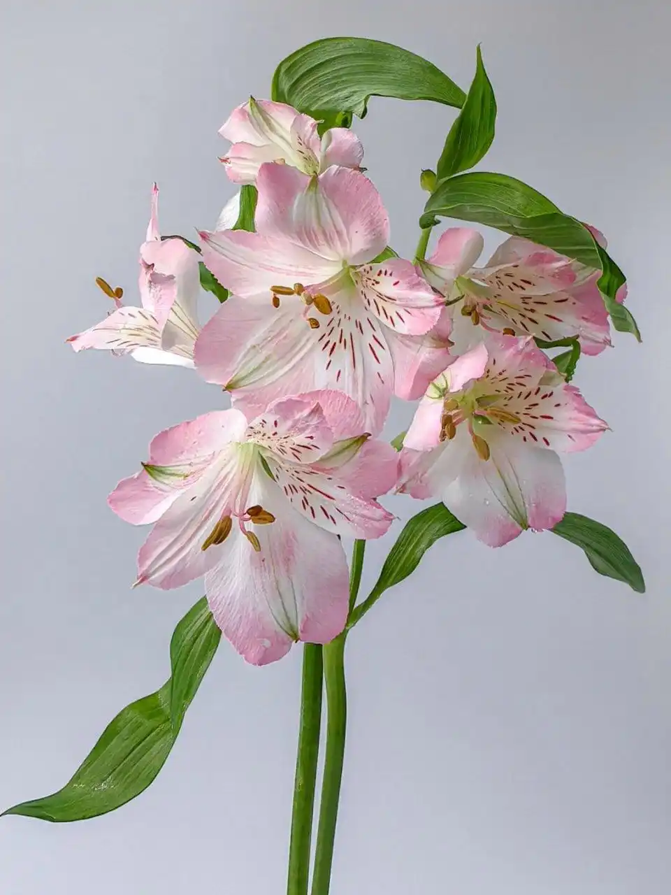 六出花养护宝典：轻松养出爆盆南美仙花