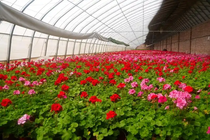 花香满棚俏枝头！温宿特色花卉产业助力乡村振兴
