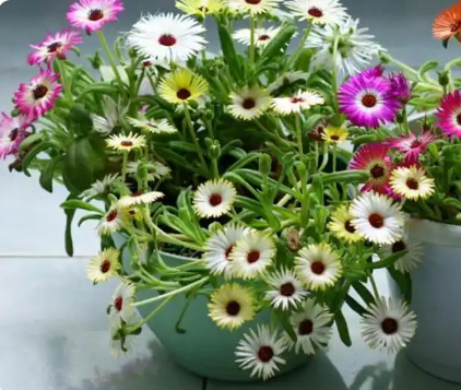 松叶菊怎么养：叶似松针花如海棠，新手也能轻松养爆盆