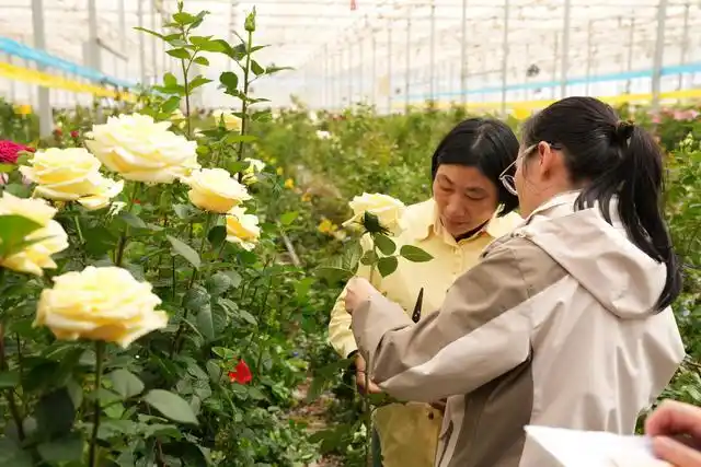 云花&ldquo;文秀&rdquo;月季正式定名 将奔赴广西壮乡