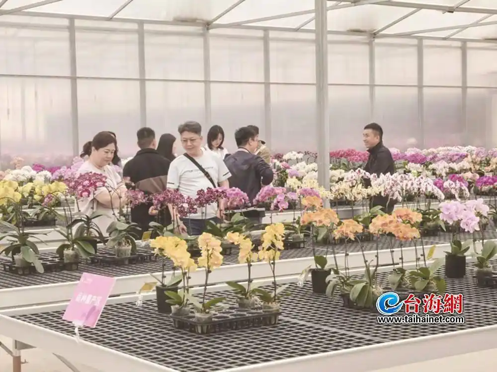 超200种新款蝴蝶兰亮相同安 &ldquo;厦门智造&rdquo;花卉品种加速出海