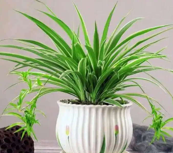 吊兰总黄叶、不抽藤怎么办