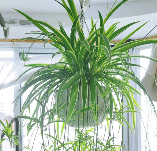 自带&ldquo;金边&rdquo;的吊兰，才是家庭阳台的&ldquo;颜值担当&rdquo;