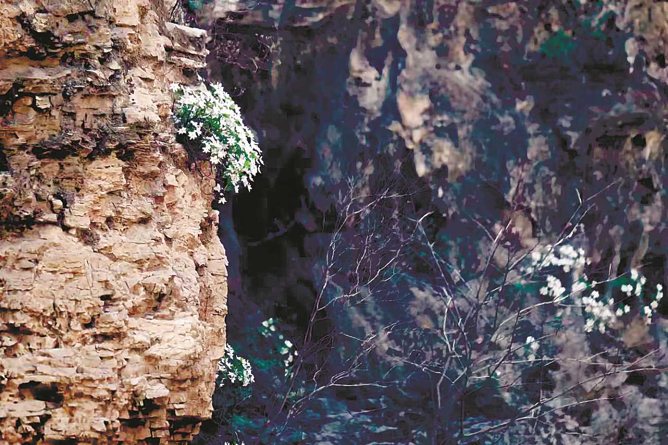 北京中心城区首次发现珍稀植物槭叶铁线莲