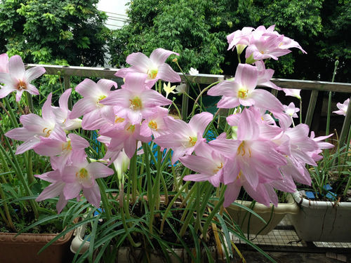 风雨兰不开花是什么原因