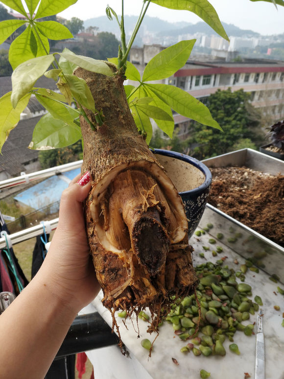 发财树树皮腐烂还能活吗