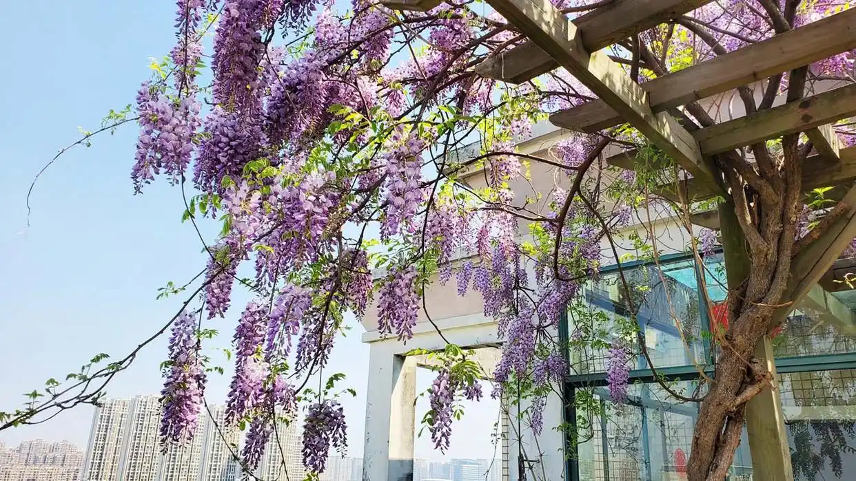 花卉竞相绽放，盆景各有风姿 顶楼露台变身“空中百花园”