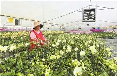 花卉住进“空调房”