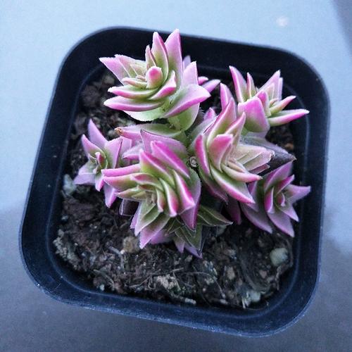 茜之塔