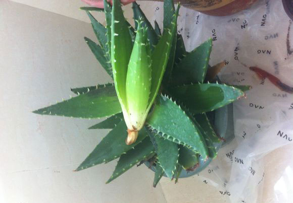 芦荟根部腐烂怎么救活