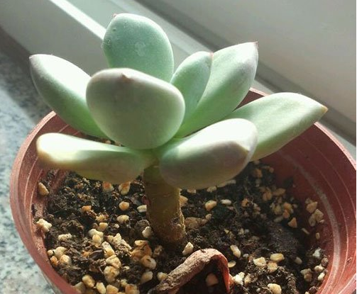 多肉植物叶子干瘪情况分析