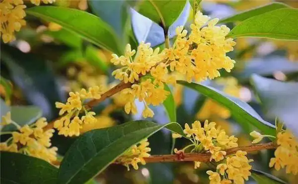 盆栽桂花不开花是什么原因
