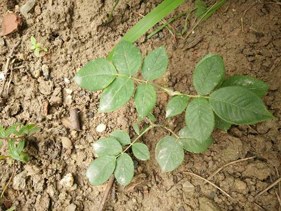 植物僵苗：原因、判断与应对方法