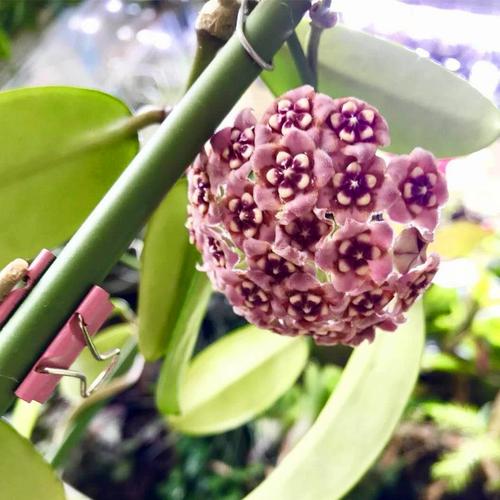 球兰花生长停滞？6 大常见原因与针对性解决办法