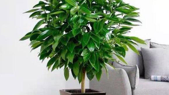 5 种喜阴花卉，把客厅打造成阴凉处的绿意小花园