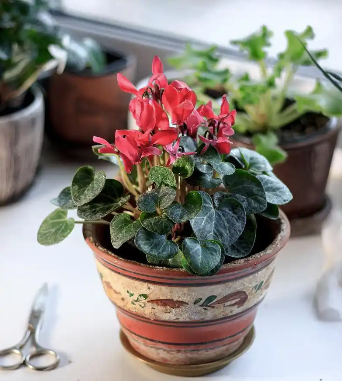 长寿花叶子变软怎么办