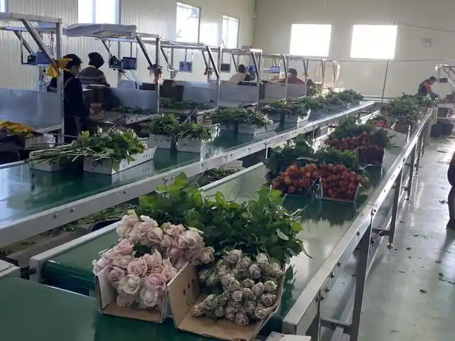 玉溪：家门口绽放&ldquo;幸福花&rdquo;