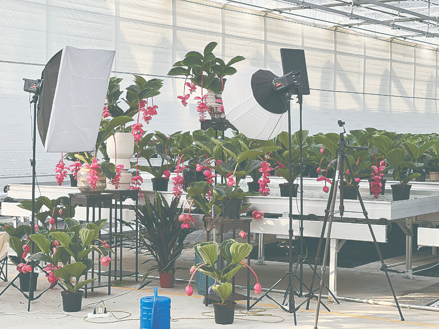 沭阳&ldquo;蝶变&rdquo;，花木电商浪潮下，诚信科技双轮驱动 