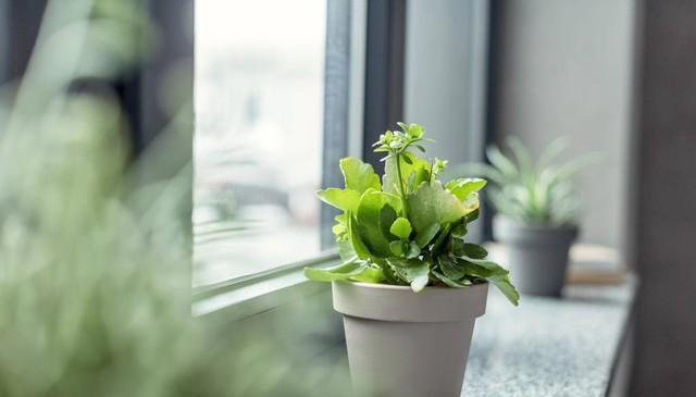 家里养花，有很多小飞虫，怎么办？