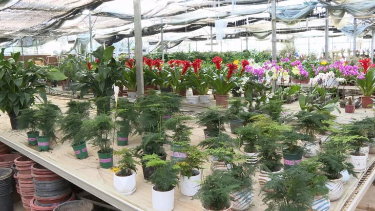  最好养的室内盆栽植物有哪些