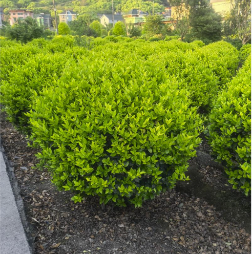 大叶黄杨常见病虫害识别与综合防治