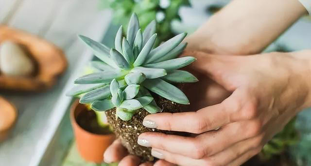 花卉浇水过多怎么办