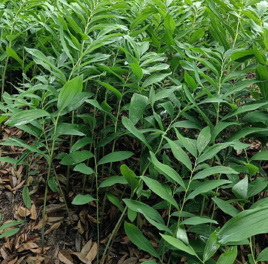 玉竹烂根了怎么办