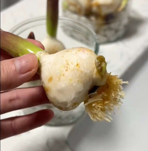 郁金香水培花球腐烂了怎么办